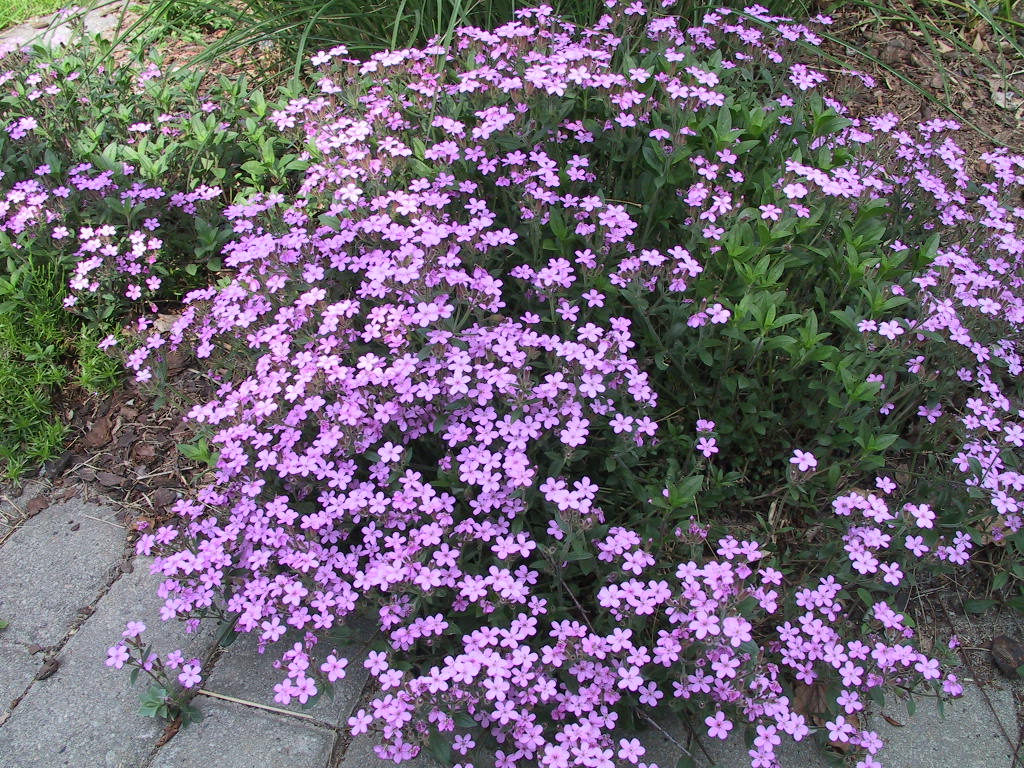 Saponaria ocymoides 02.jpg
